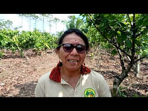 El reto de la pequeña agricultura libre de deforestación en la Amazonía peruana