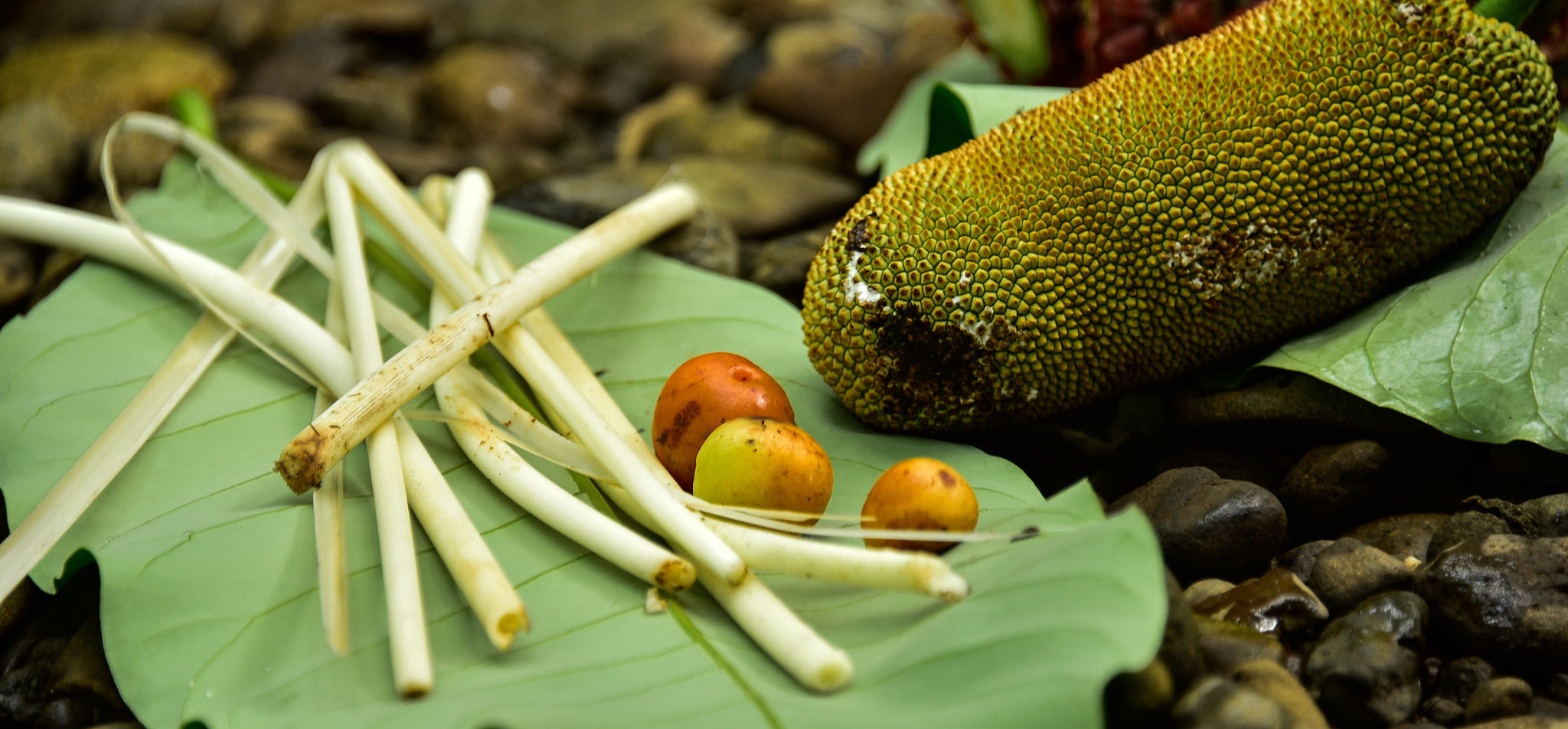 Ada Apa dengan Pangan Liar dan Diet?