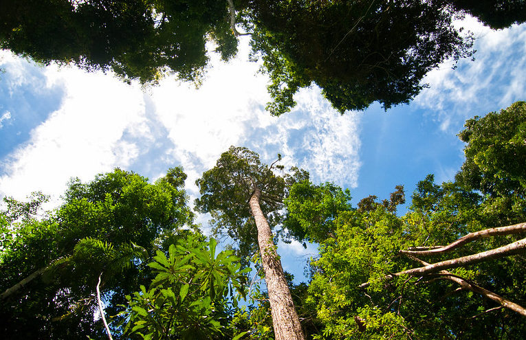 Nuestra selección para usted: Las noticias forestales que nos dejó setiembre