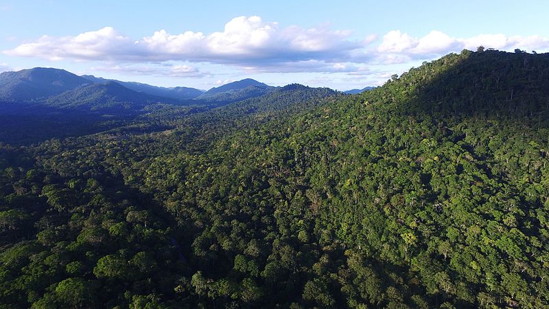 La regeneración natural acerca al Bosque Atlántico de Brasil a su meta de restauración