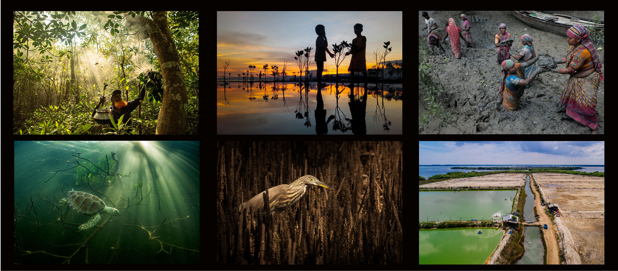 Image of honey gatherer in mangroves wins photography competition