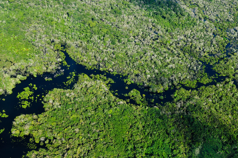 Aerial view of forest
