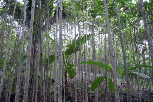 Trees