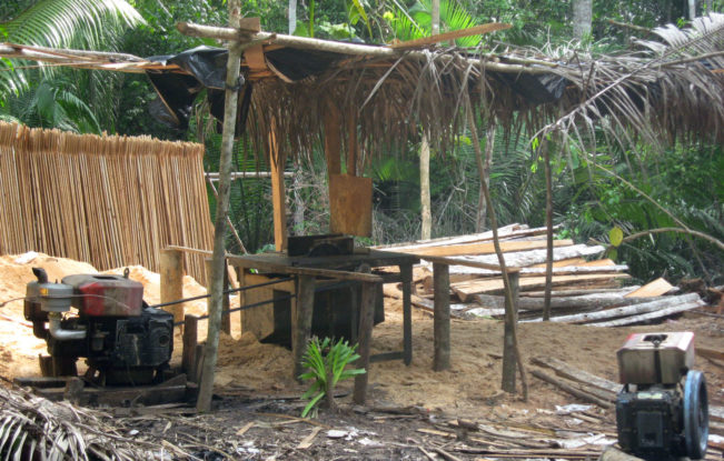 A canopy of tree fronds with wood and equipment lying below and beside it