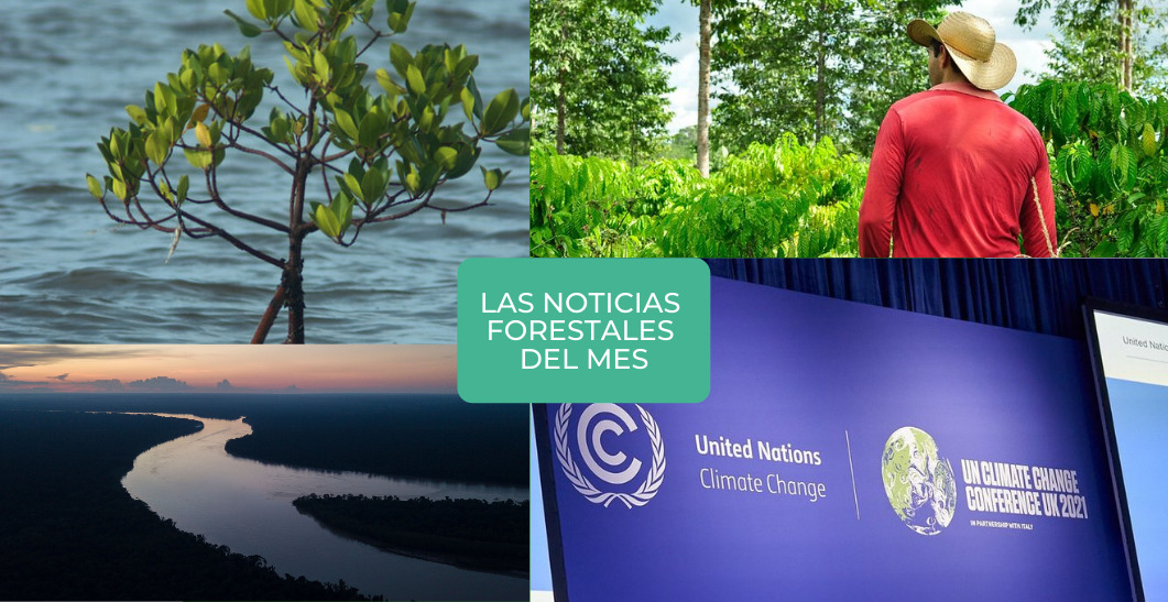 Los bosques en el radar: su selección de noticias de octubre
