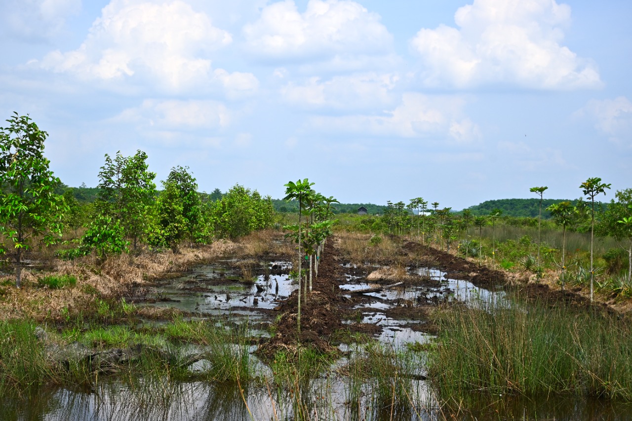 Managing peatlands in Indonesia’s South Sumatra for multiple benefits