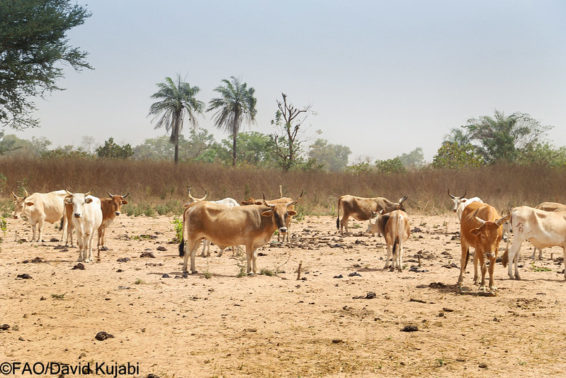 cattle shown in an arid area