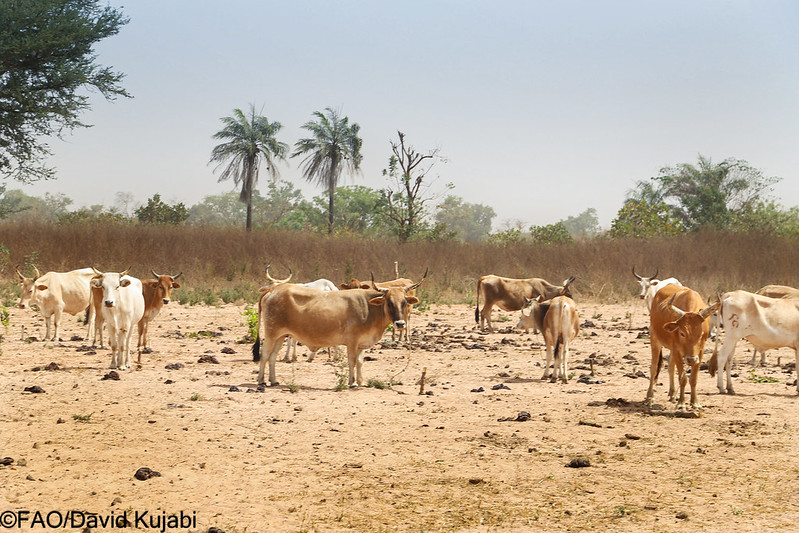 Scientists urge action as Gambian livestock grazing puts forests at risk