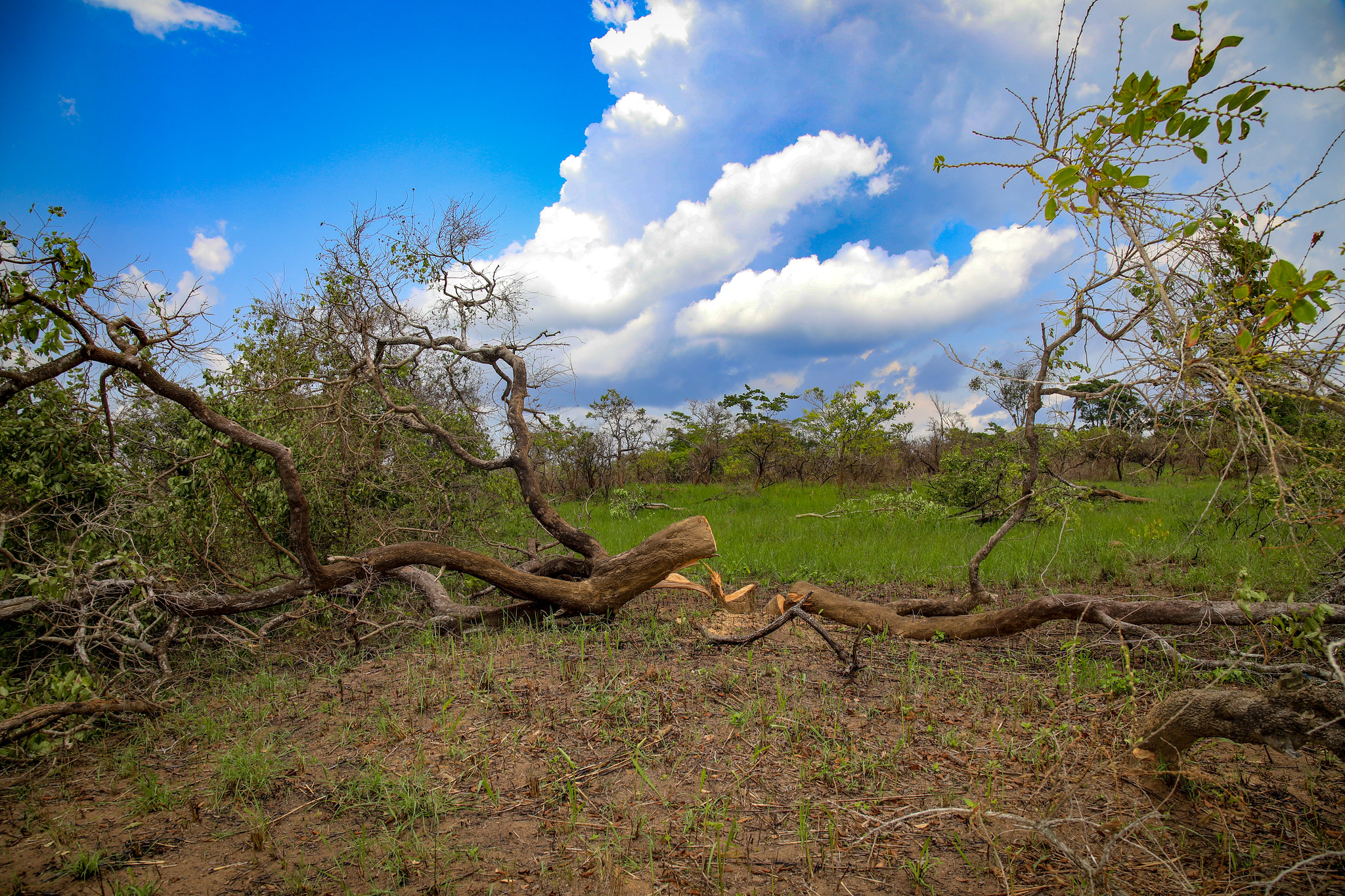 Sauver les écosystèmes forestiers des paysages multifonctionnels de Garoua-Boulaï dans la région de l’Est-Cameroun