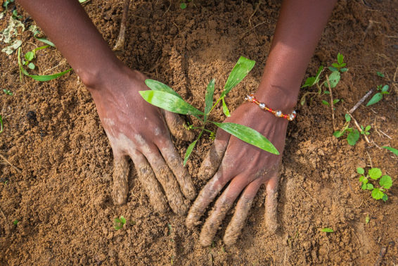 Close up of a woman's hands planting a small tree