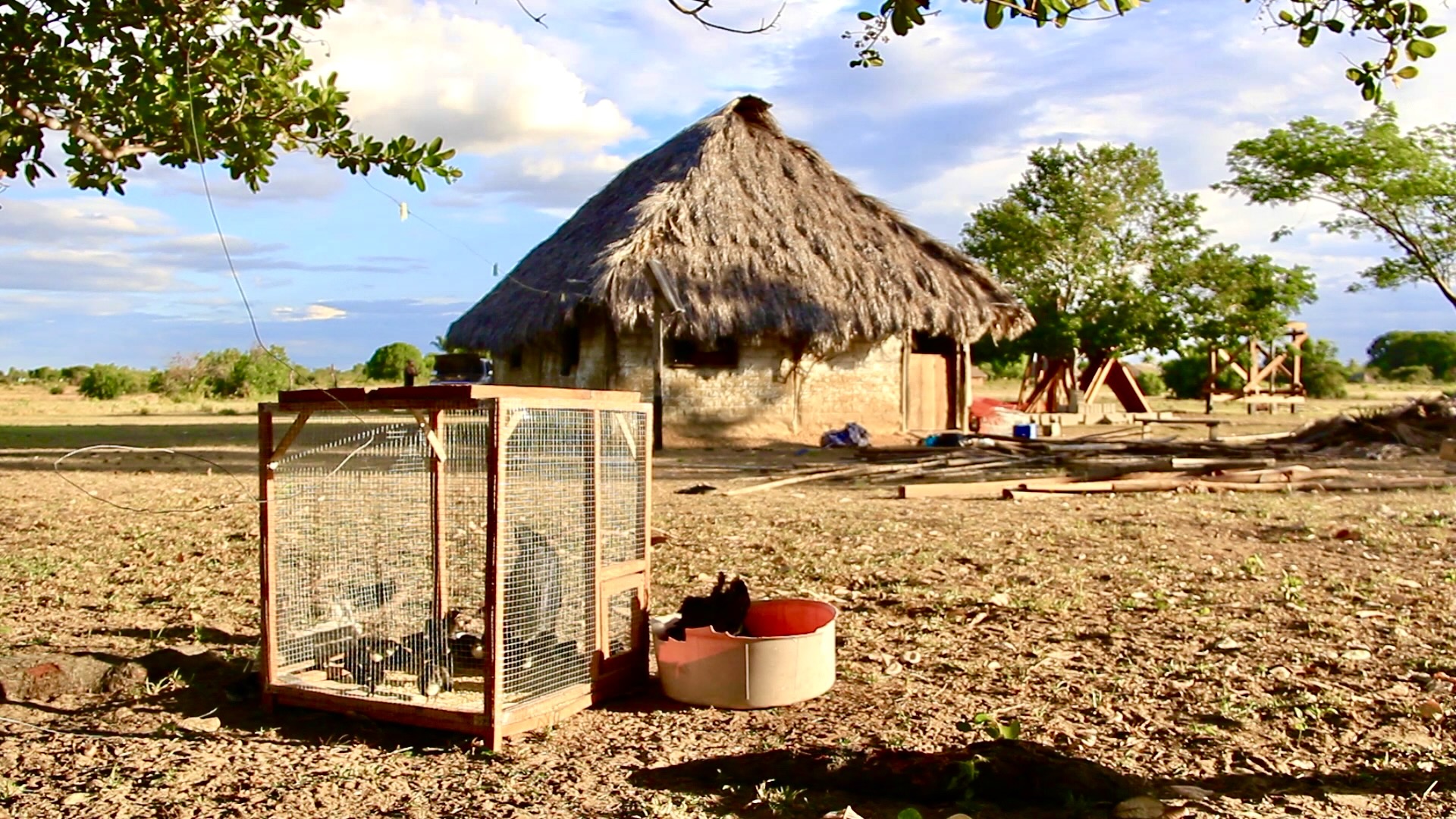 Chickens and cattle a gateway for economic diversification and wildlife protection