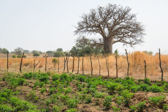 Landscape shows a Baobab tree and some pepper plants in a field