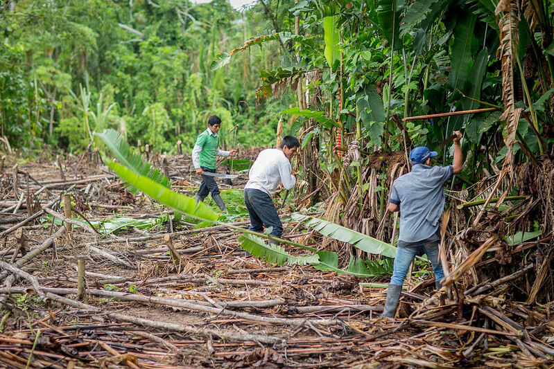 Perú: Nueva herramienta para un manejo forestal comunitario más efectivo e inclusivo