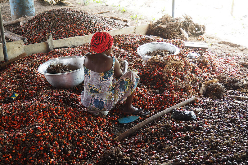 Gender dynamics in Ghana’s oil palm processing sector