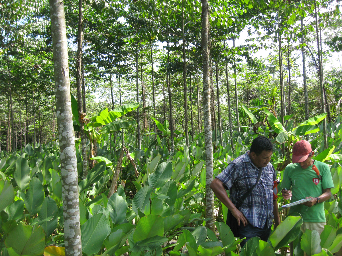 Perú: Reconocer y facilitar la pequeña producción de madera de purma podría traer beneficios para todos