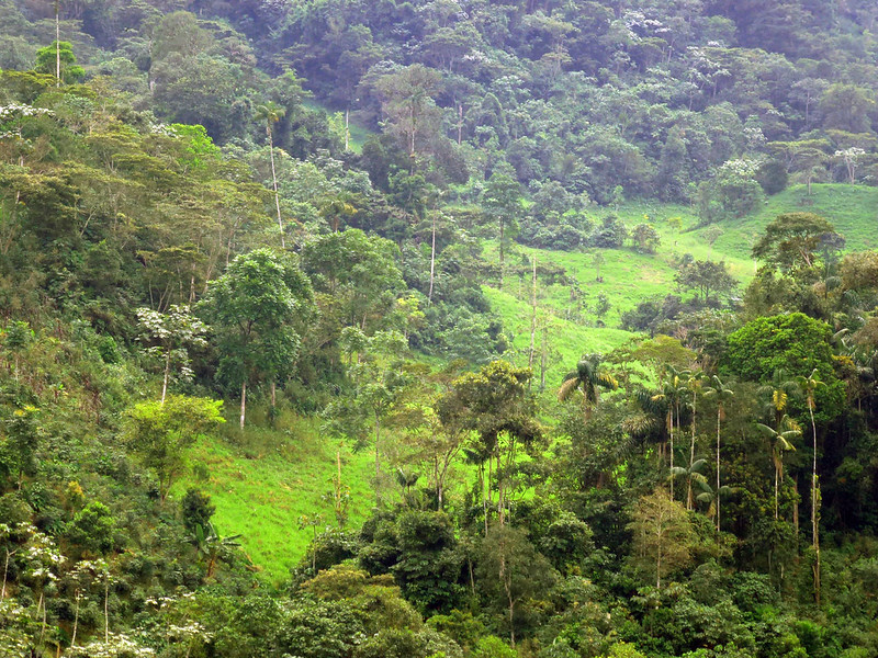 View of forests