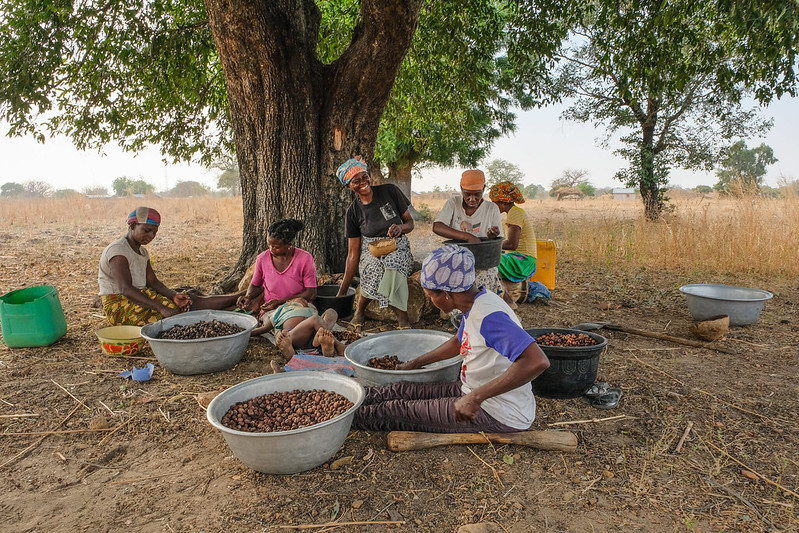 To save the shea tree, scientists explore predictive breeding tools