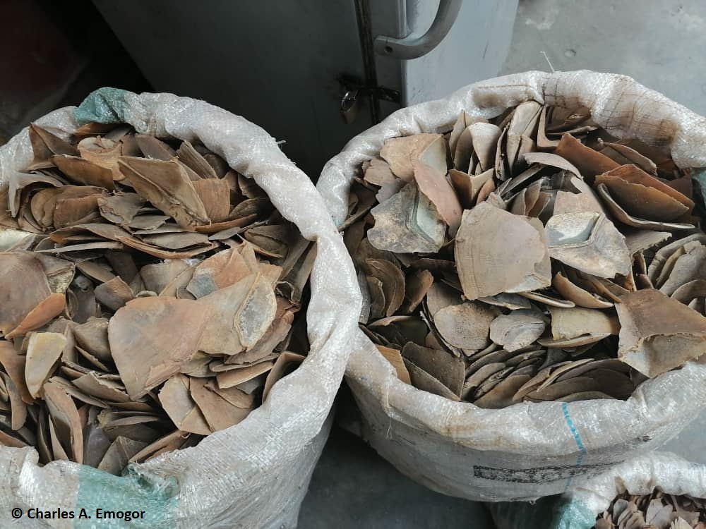 Two sacks filled with pangolin scales