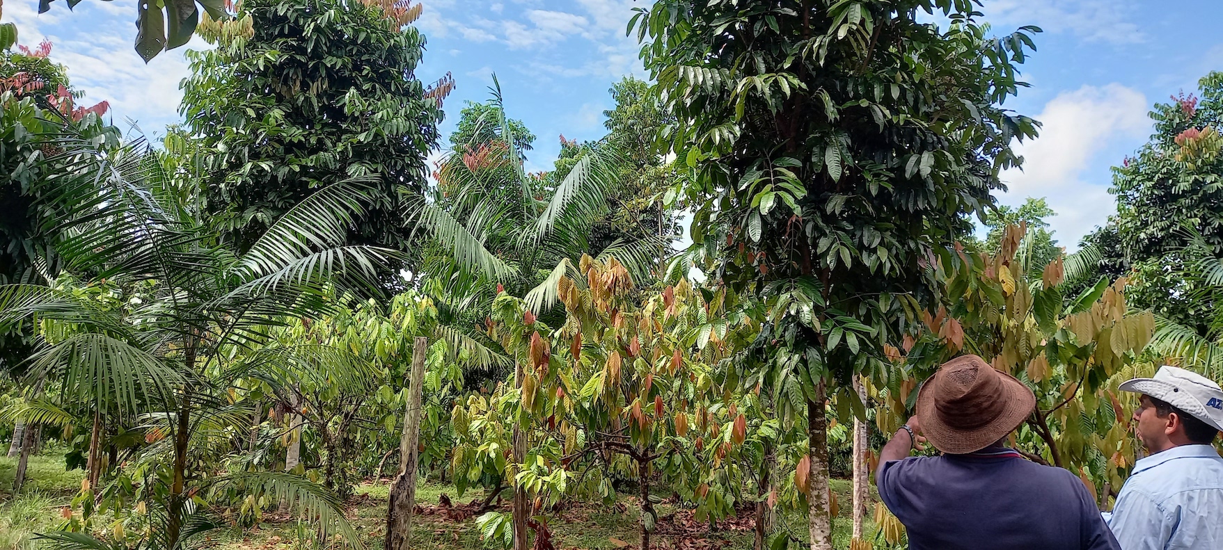 Oil palm agroforestry in Brazil dispels myths about monocultures