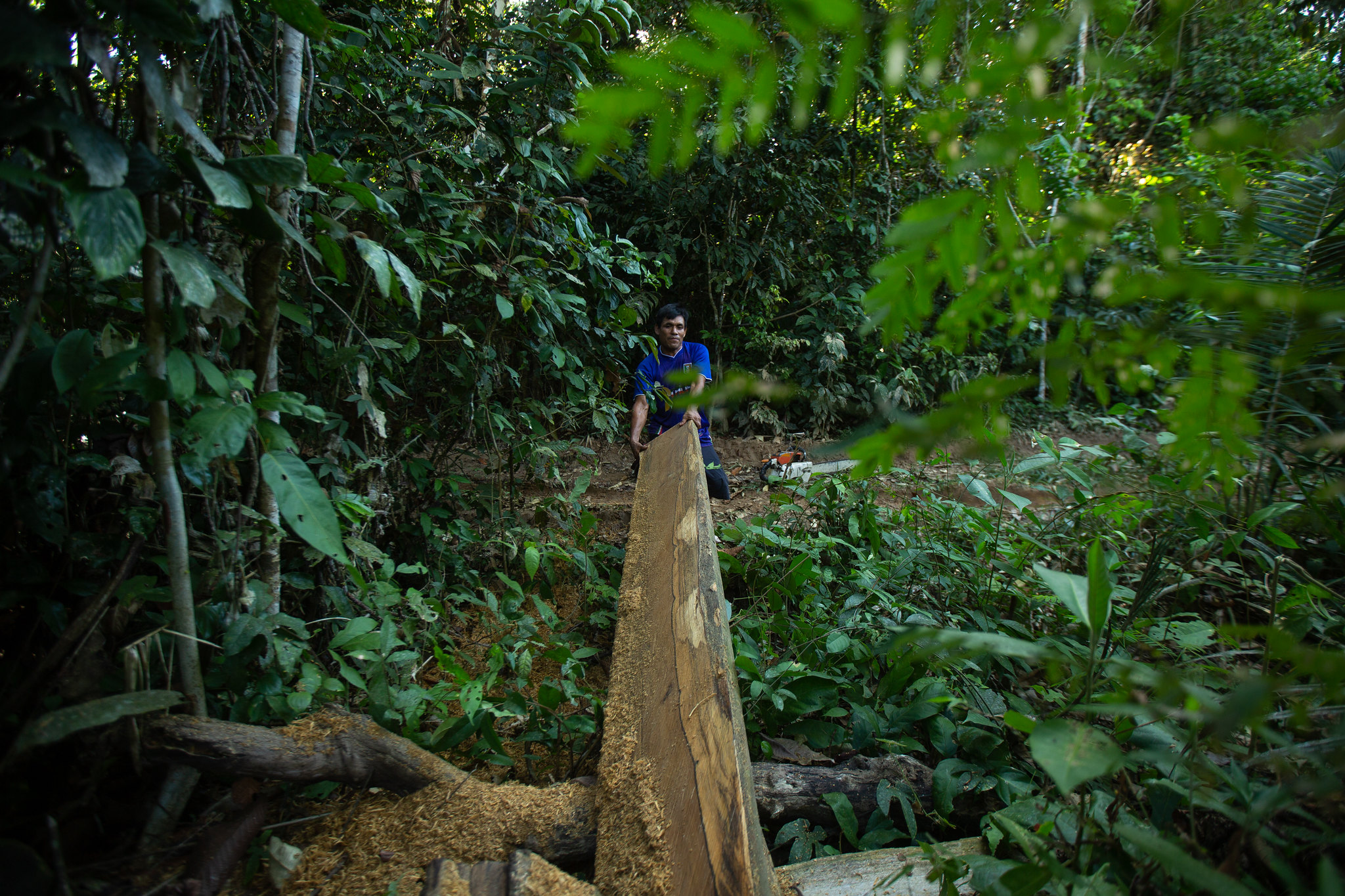 Día Internacional de los Bosques: Hablemos de consumo y producción sostenibles