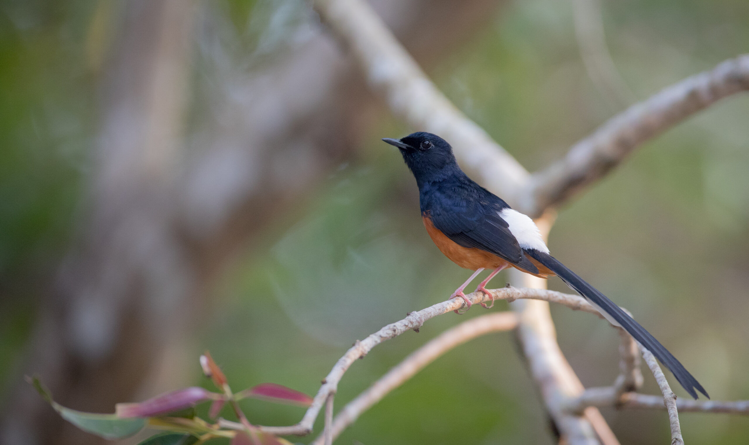 Mengupayakan Perdagangan Burung Kicau Berkelanjutan