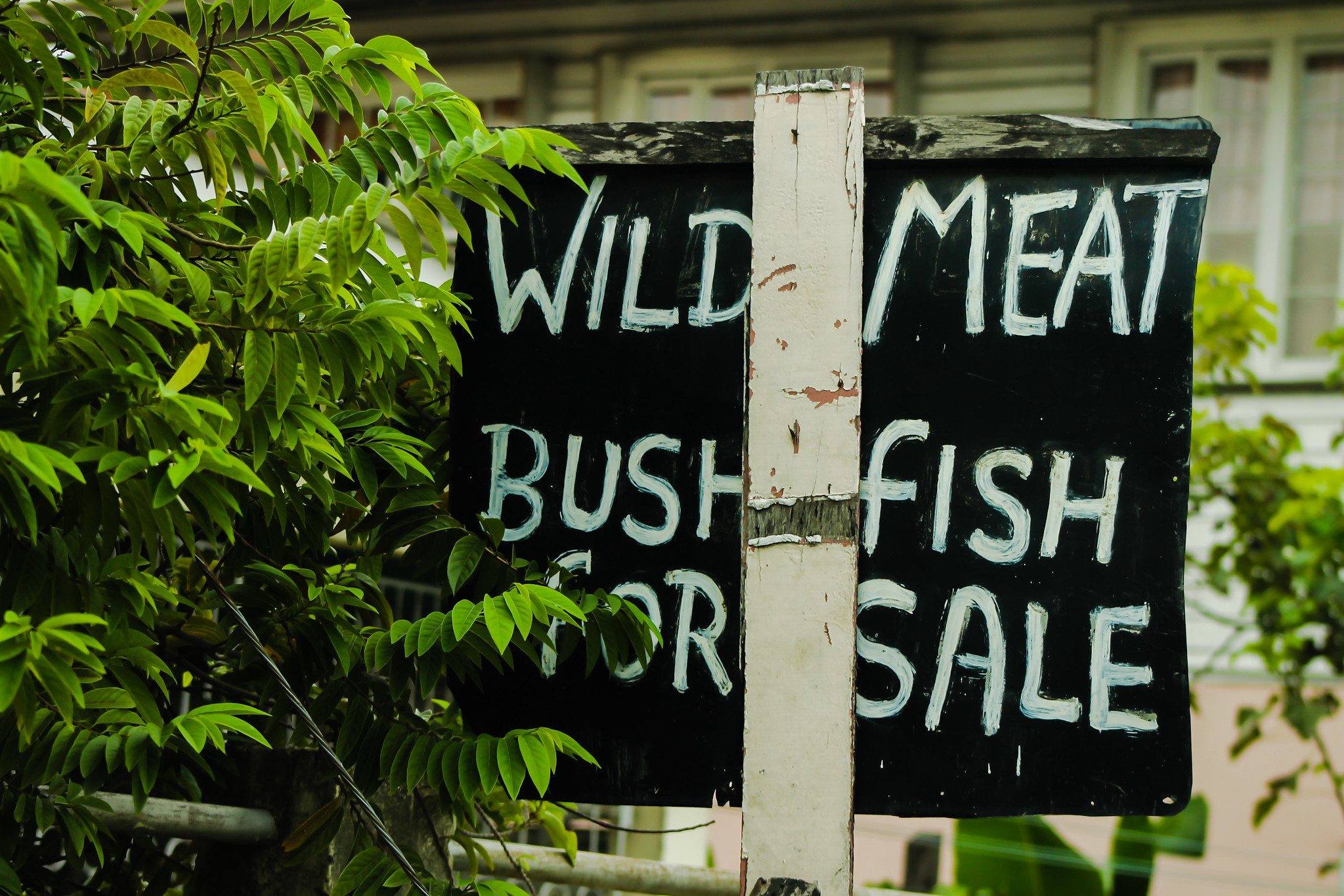 Rethink policy approach to dynamic bushmeat trade to conserve wildlife