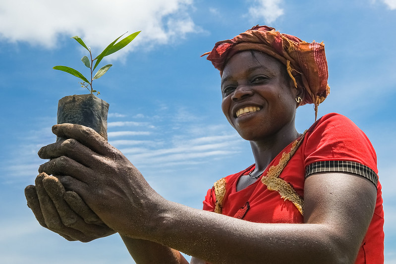 Recognize full value of forests and land use in fight for climate