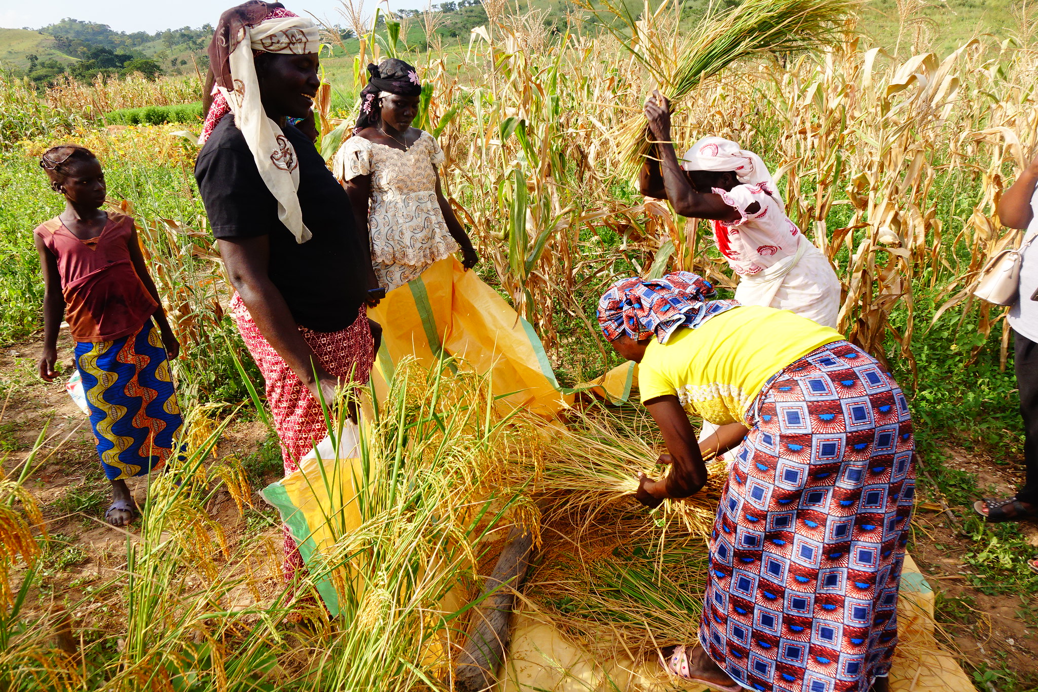 Expérimenter de nouvelles techniques agro-sylvo-pastorales pour une gestion harmonieuse et inclusive des territoires au Nord Cameroun