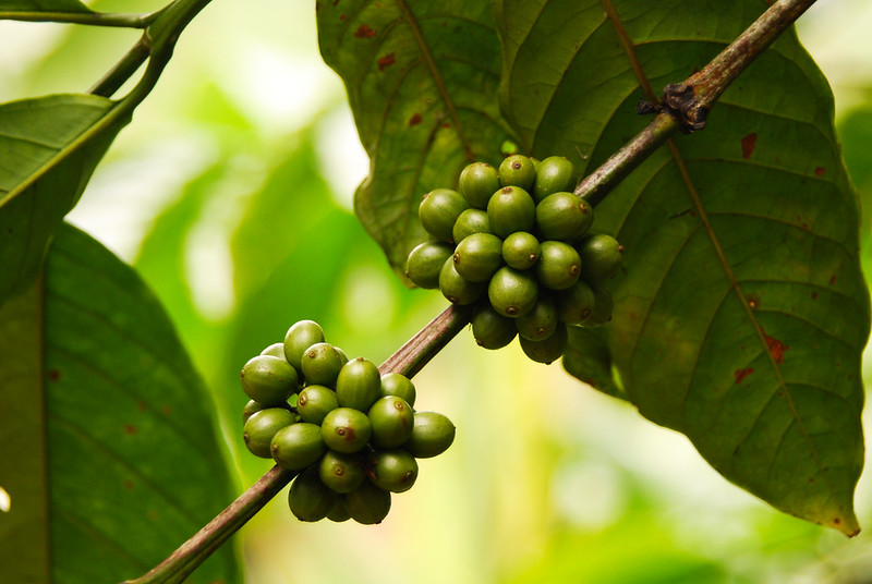 Kelapa Sawit, Kopi, dan Burung Kicau: Menuju Perdagangan Berkelanjutan di Indonesia