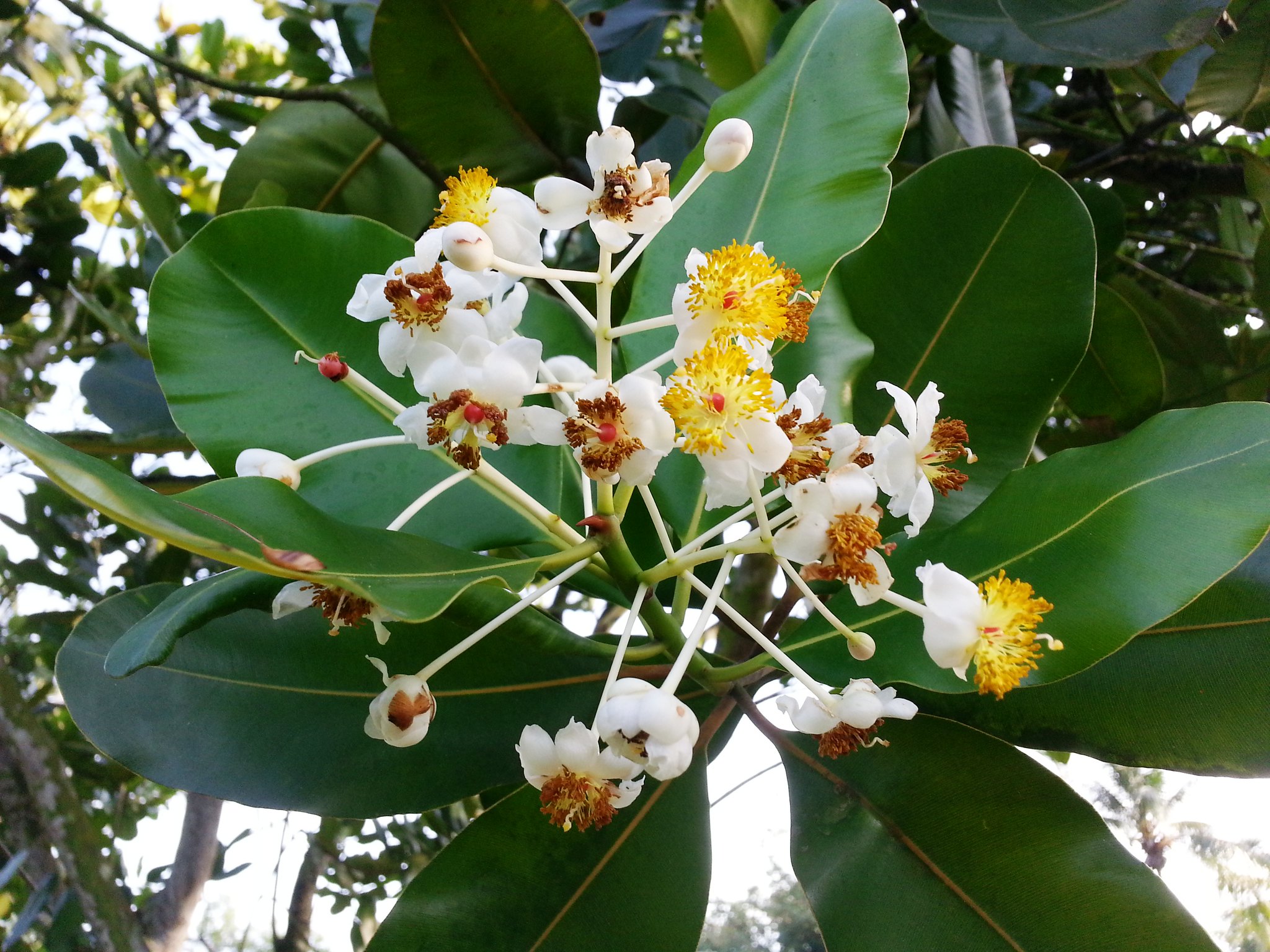Membangun Ekosistem Biomassa di Lahan Terdegradasi
