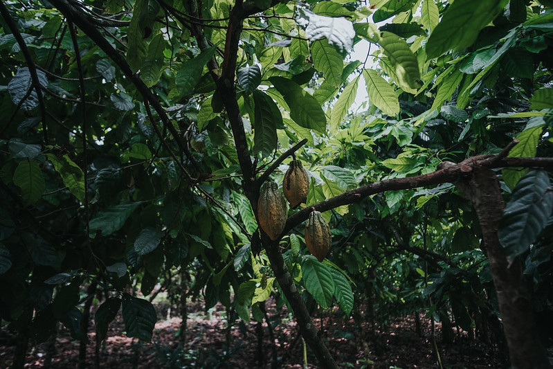 Experts map matrix of certification standards at World Forestry Congress