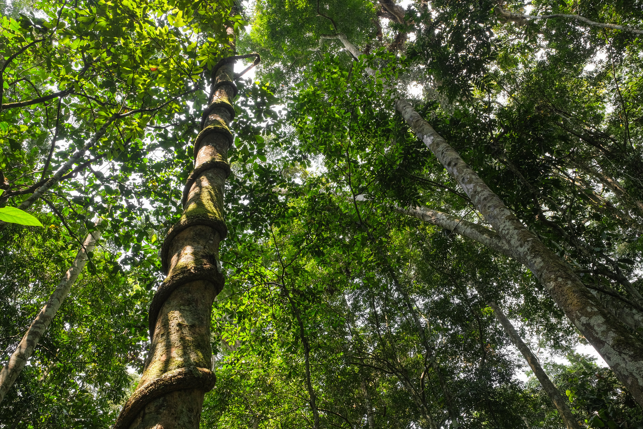 L’essentiel sur les forêts d’Afrique centrale et le besoin d’un soutien renforcé pour favoriser le rôle écologique