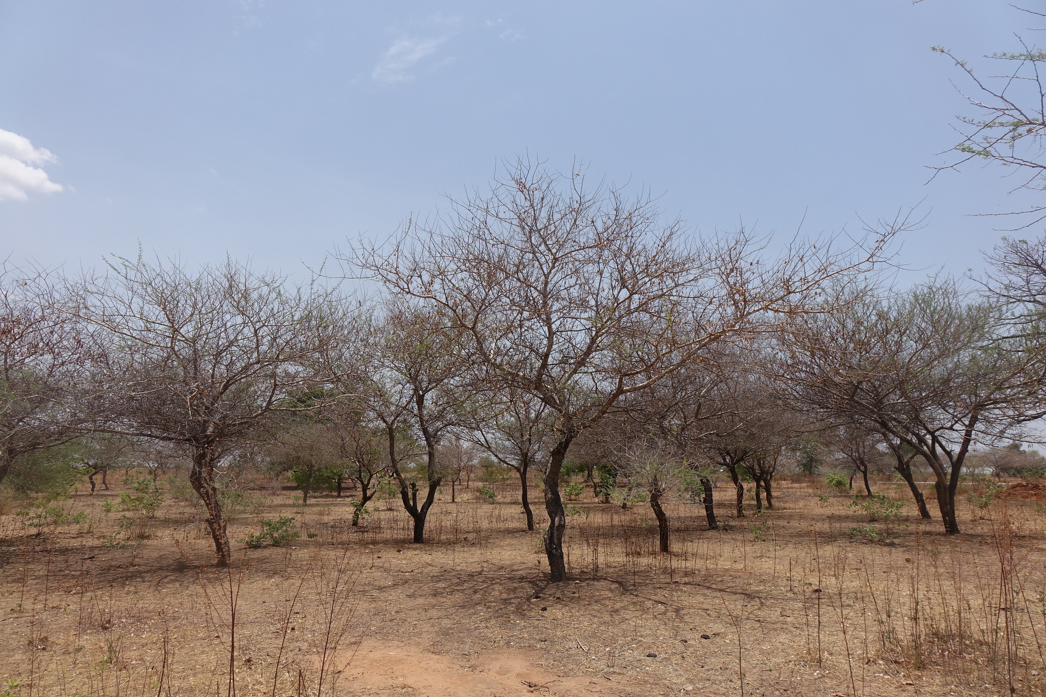 « Menaces existentielles », sévères avertissements et espoir dans le cadre des ‘Perspectives foncières mondiales’ des Nations Unies
