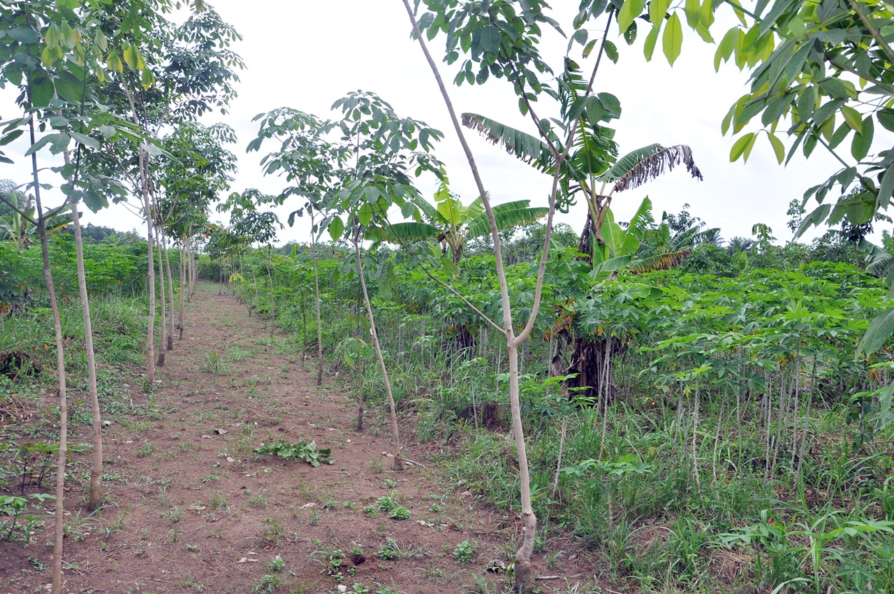 Huge potential for sustainability with natural rubber, experts say