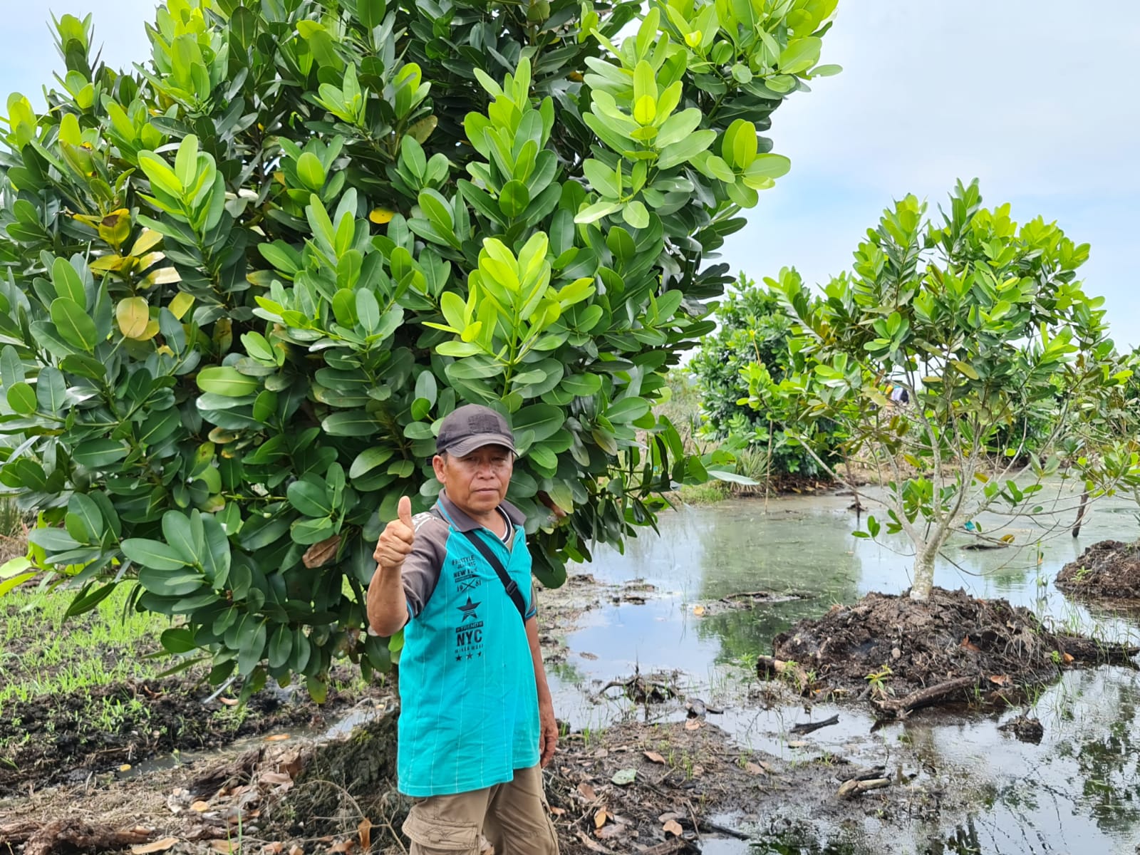 Three year-old nyamplung on degraded peatland