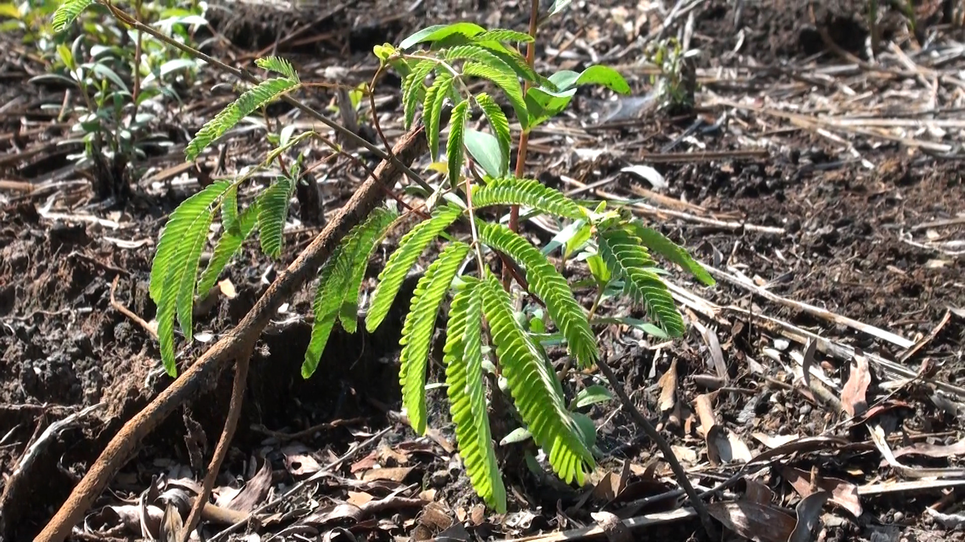 Para Peneliti Mengisi Kesenjangan Pengetahuan tentang Menumbuhkan Biomassa untuk Energi