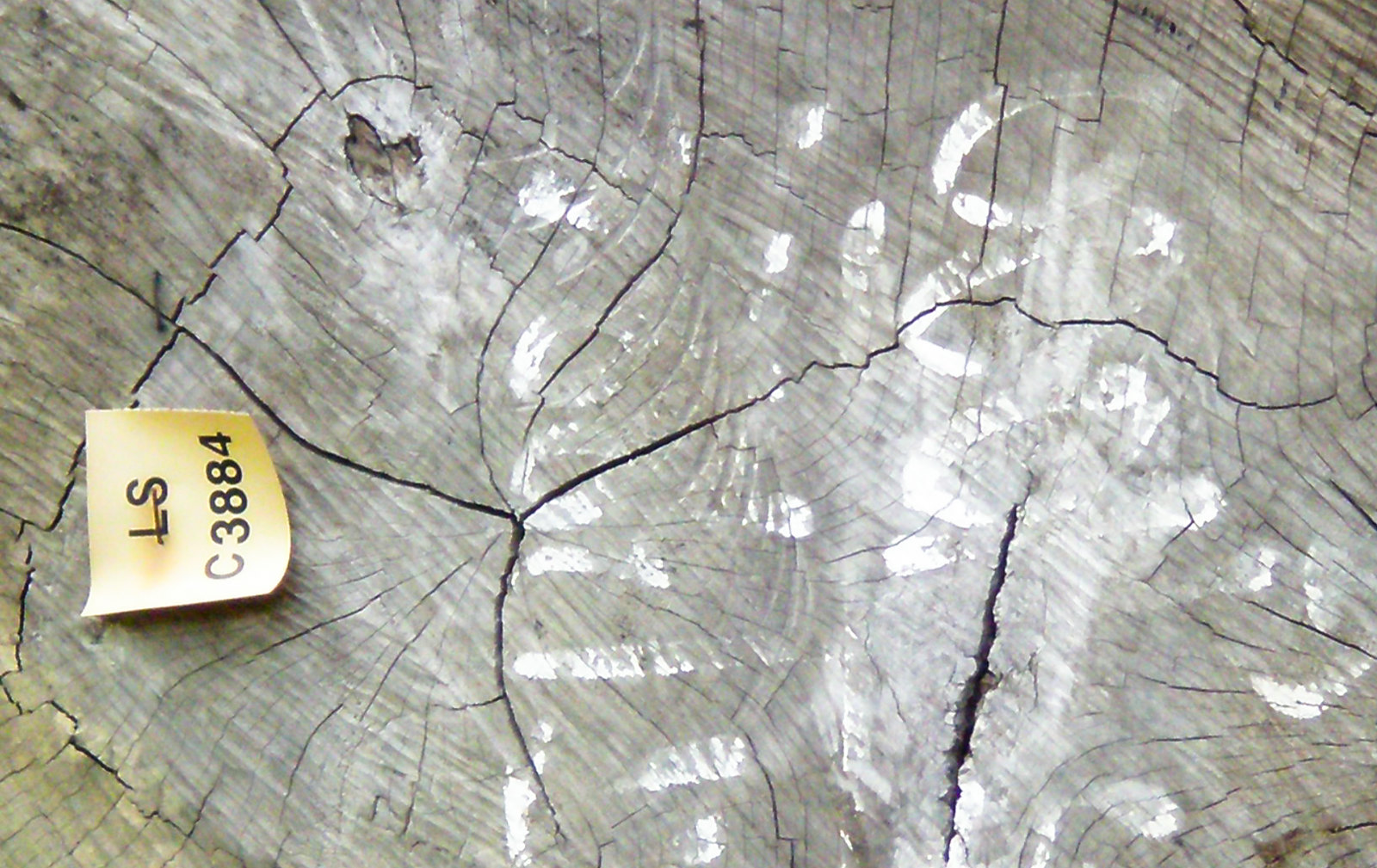 Sept pays, un produit de base… et de multiples retombées pour le bois légal