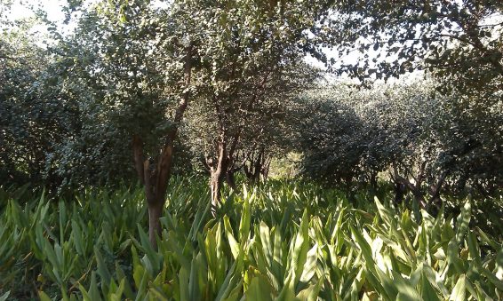 Agroforestry system of spices and fruit: the tree is Ziziphus mauritiana, also known as Indian jujube, with Curcuma longa or turmeric beneath in Gwalior, Madhya Pradesh, India. Photo by Devashree Nayak/ICRAF.