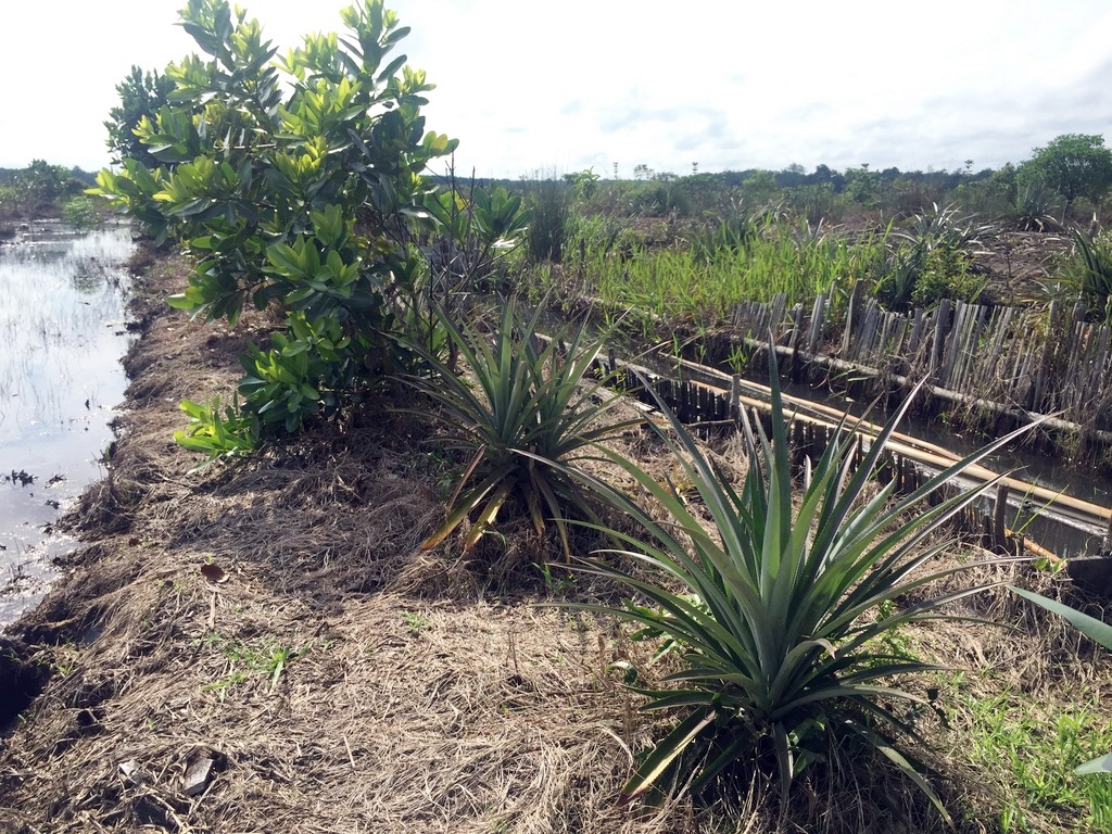 Part of the agrosilvofishery research site. Photo by Yustina Artati/CIFOR