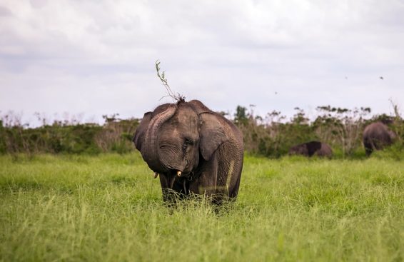 The Elephant Training Center in Padang Sugihan Wildlife Reserve in Indonesia is home to 31 elephants. Photo by Rifky/CIFOR