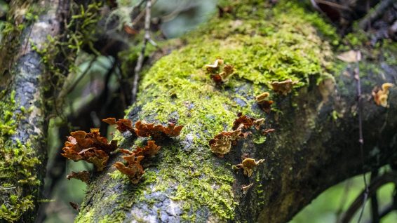 Fungi in Ailao Mountain Nature Reserve, Yunnan Province, China. Photo: ICRAF/Austin G. Smith
