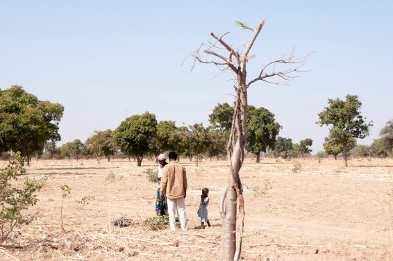 Parkland in Mali. Photo: ICRAF/Ake Mamo