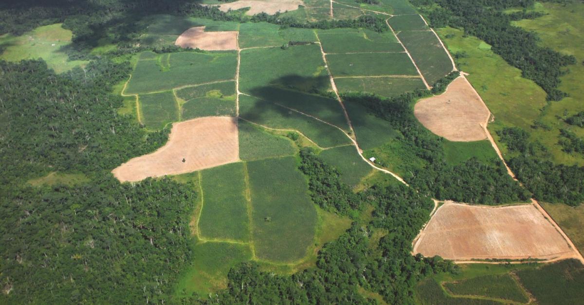 Apa yang Mendorong Deforestasi dan Perubahan Tata Guna Lahan di Amazon Peru?