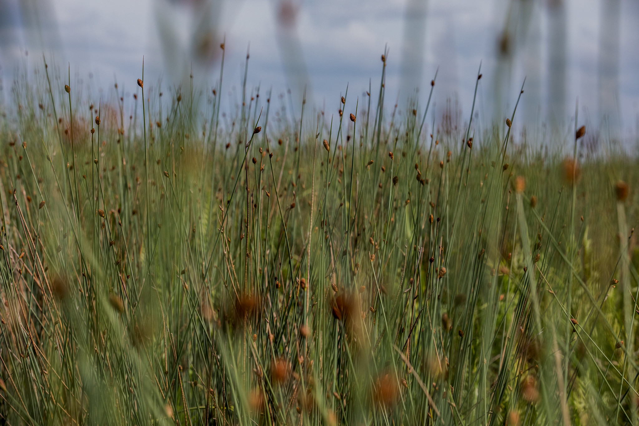 Bagaimana Cara Memantau Lahan Gambut Secara Holistik… dan Praktis