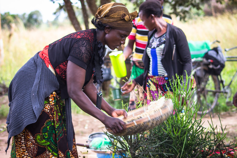 Wild foods found to be widely collected across all agro-ecological zones of Zambia
