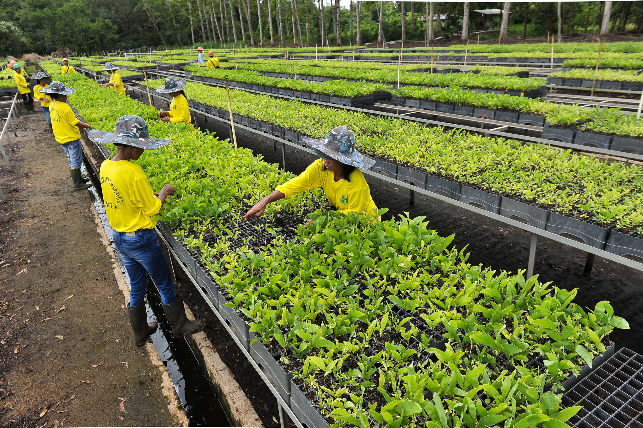 Cómo evaluar la restauración de turberas de forma holística y eficiente