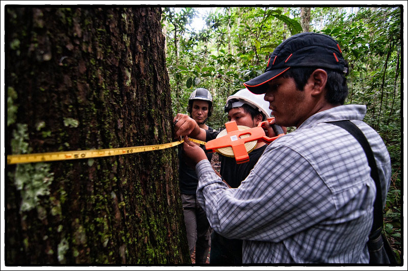 Study brings satellite data down to earth for biomass tracking