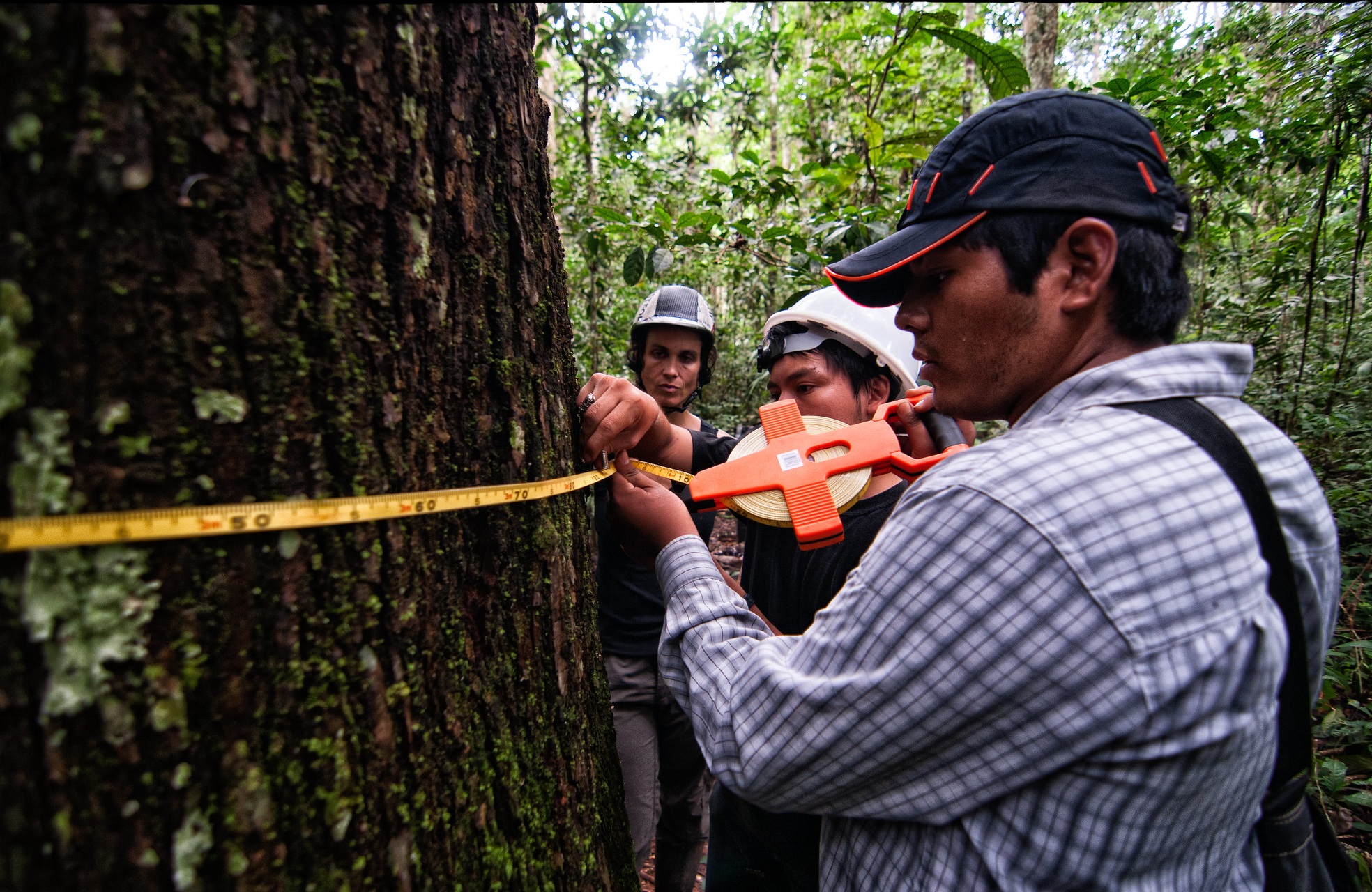 Integrar la información de inventarios forestales con la teledetección para mejorar los datos de los bosques