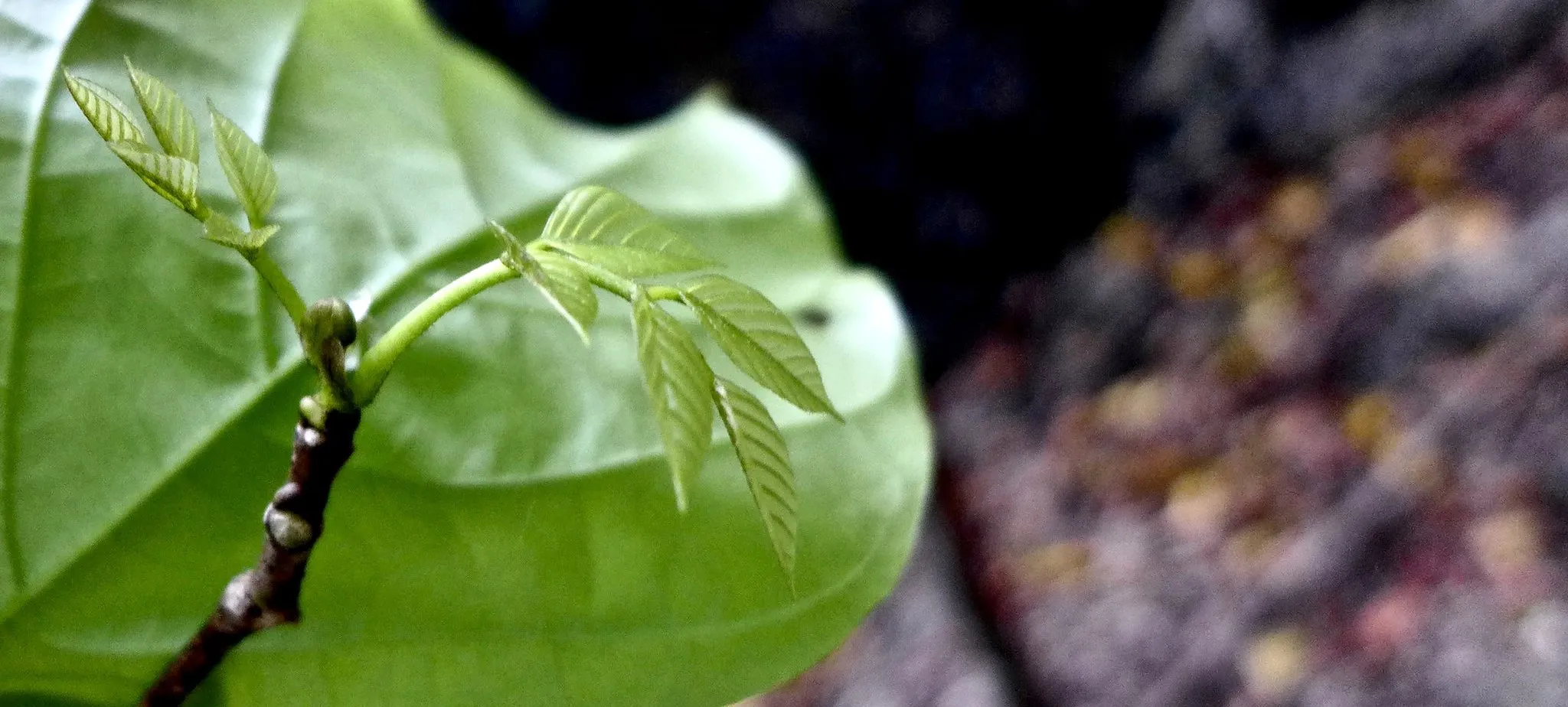 Di Indonesia, Pongamia yang Kaya Minyak Menarik Perhatian karena Mudah Tumbuh