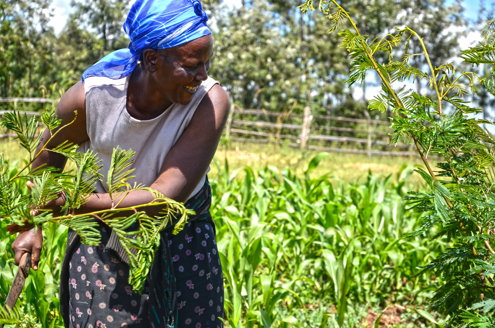 New TRANSITONS program tackles three roadblocks to scale up agroecology